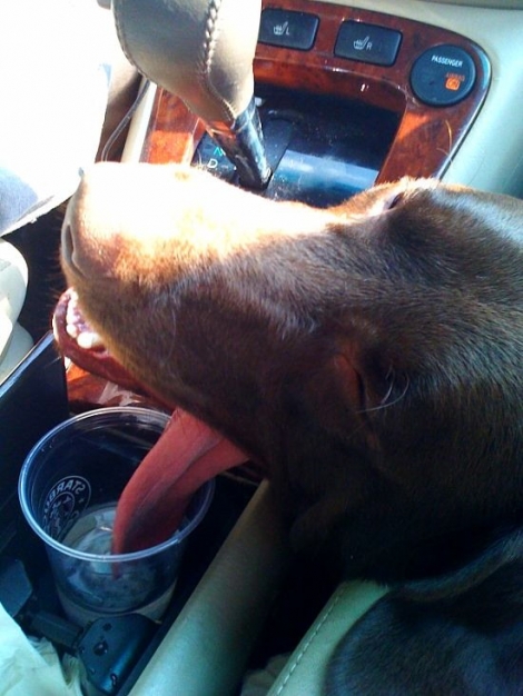 Dog licks from Starbucks cup